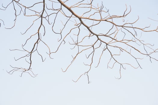 dry tree branches that died because of the dry season against the background of a bright blue sky photo