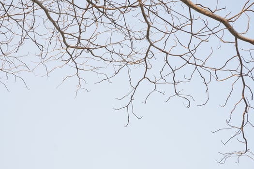 dry tree branches that died because of the dry season against the background of a bright blue sky photo