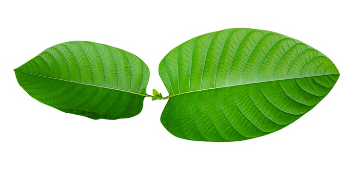 two large green leaves are shown on a white background, burflower tree leaf, the leaves of the kratom plant are shown on white background photo