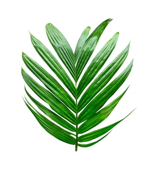 a green  palm leaf is shown on a white background photo