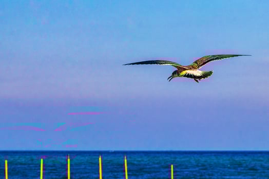 Flying seagulls birds with blue sky background clouds in Mexico. photo