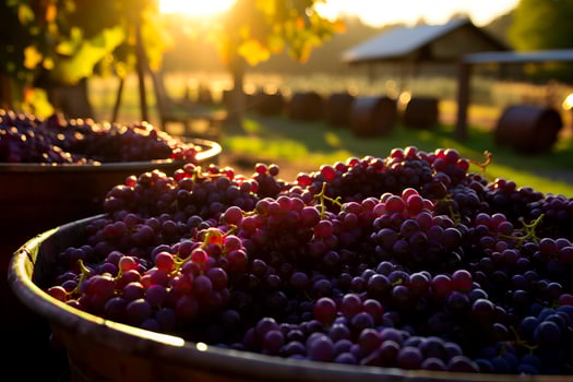 Vintners press freshly harvested grapes filling the air with the intoxicating aromas of autumns fruitful labor photo