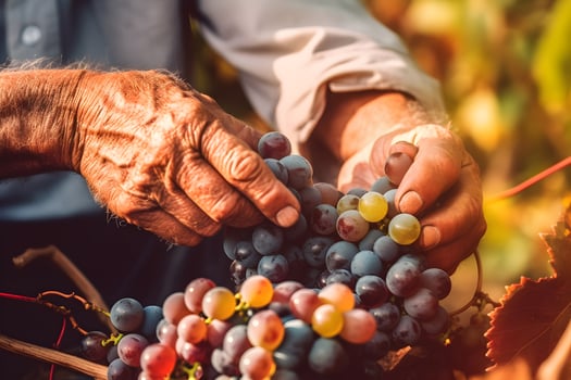Close up of farmer male hands picking red grape. Organic fruits, harvesting and farming concept. Generated AI. photo