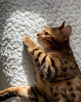 Curious and Adorable Domestic Cat Relaxing Indoors Curious, adorable tabby cat resting indoors, exuding tranquility and cuteness. photo