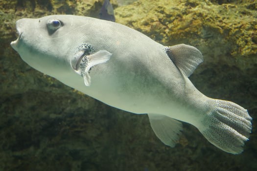 a puffer fish swimming in an aquarium photo