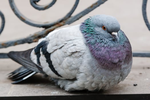 portrait of a beautiful dove photo