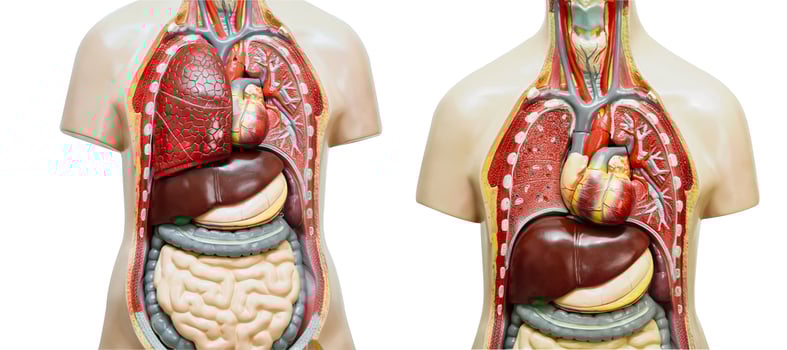 Human body anatomy organ model isolated on white background for study education medical course. photo
