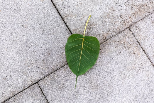 nature Top view of green leaf and background. Flat lay, dark nature concept, tropical leaf photo