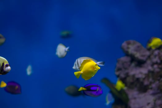 Multi-colored tropical fish on the background of reefs and corals. photo