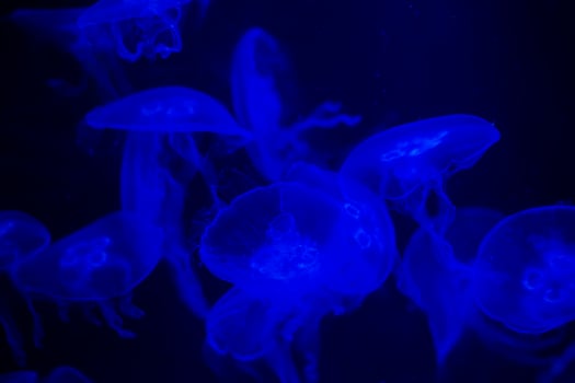 Medusa on a black background. Medusa highlighted in blue light photo