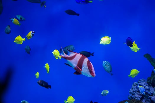 Multi-colored tropical fish on the background of reefs and corals. photo