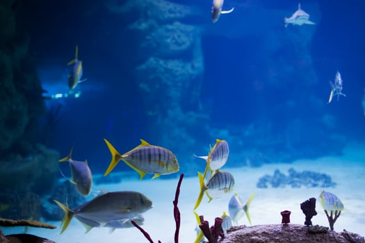 Tropical fish on the background of corals in blue sea water. Karang fish photo