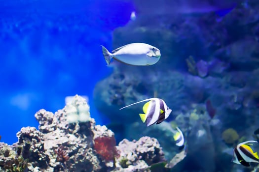 Tropical sea fish in blue water photo