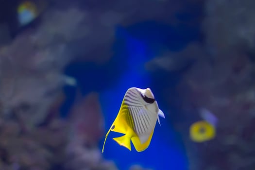 Sea fox fish on the sea background photo