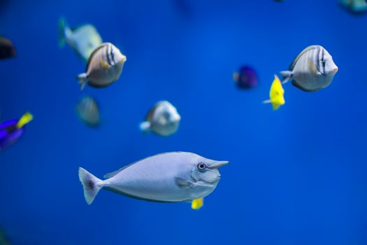 Multi-colored tropical fish on the background of reefs and corals. photo