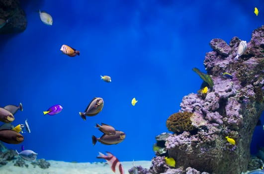 A flock of colorful tropical fish on the background of reefs and corals. Exotic fish in blue water photo