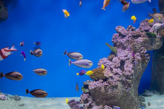 Multi-colored tropical fish on the background of reefs and corals. photo
