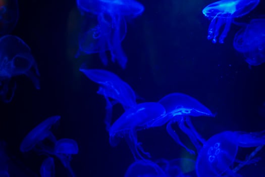 Medusa on a black background. Medusa highlighted in blue light photo