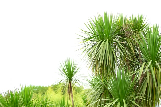 Tropical palm.Jungle exotic plant background. photo