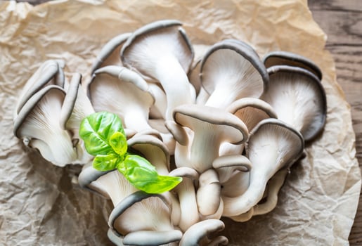Oyster mushrooms closeup photo