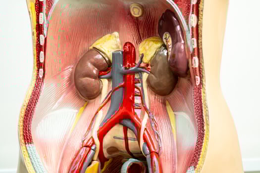 Human kidney model anatomy for medical training course, teaching medicine education. photo