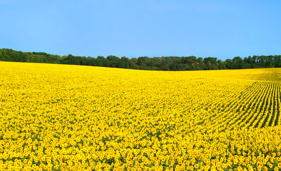 Field of blooming sunflowers on a background of blue sky. Oil culture. Agricultural products. photo