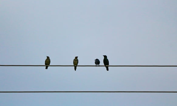 Four sparrows are perched on a piece of electric cable against the blue sky photo