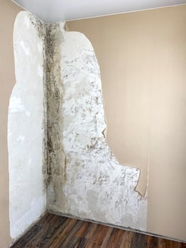 Apartment room with mildew and black mold problem on the white wall, Black mold wall ceiling corner photo