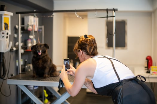 pet hairdresser woman taking pictures of cute black dog photo