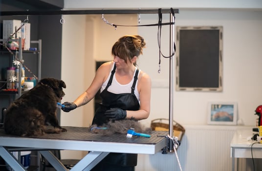 pet hairdresser woman cutting fur of cute black dog photo