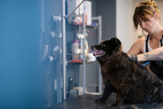 pet hairdresser woman cutting fur of cute black dog photo
