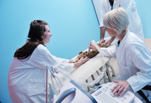 veterinarian and assistant in a small animal clinic photo