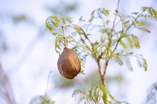 Blue Jacaranda Tree Fruits photo