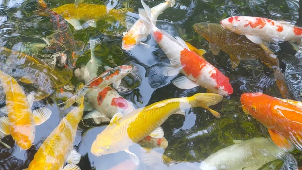 Footage top view of Fancy Carp swimming in pond. Water is black and reflection of light. Close up shot water surface of fancy carp koi fish swimming in the tropical garden pond. photo