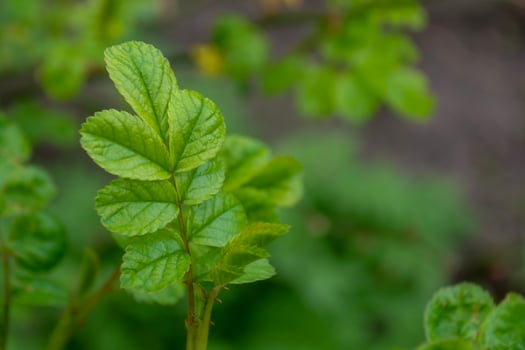 Green leaves of a rose bush on a blurred background of greenery photo