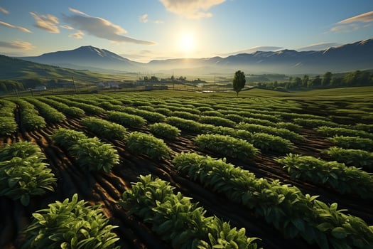 Beautiful view of a tea field plantation, vineyard farm or strawberry garden in the green hills at sunrise concept by AI Generated photo