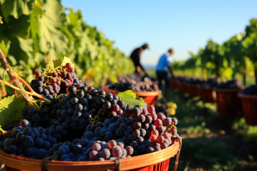 Harvesters under the vast cloudless sky carrying baskets full of vibrant juicy grapes photo