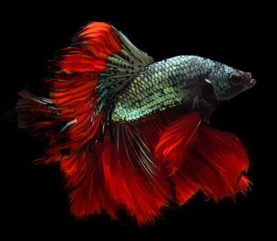 Beautiful movement of red blue Betta fish, Siamese fighting fish, Betta splendens of Thailand, isolated on black background. photo