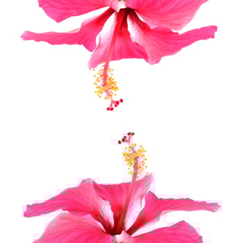 Pink hibiscus isolated on white background photo