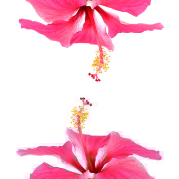 Pink hibiscus isolated on white background photo
