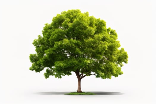 one tree with bright green leaves isolated on white background photo