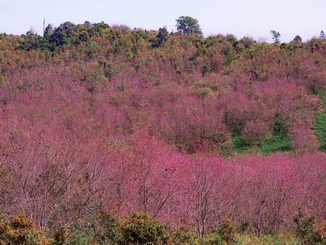 Thailand Cherry Blossom at Phu Lom Lo, Thailand. This area has become the largest area of Thailand Cherry Blossom trees. In the winter, the mountain is covered with the dreamy pinkness. photo