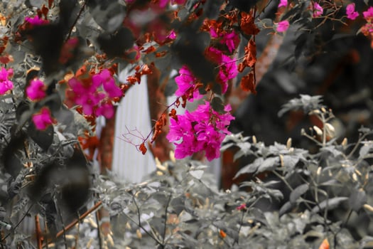 closeup photo of beautiful flowers