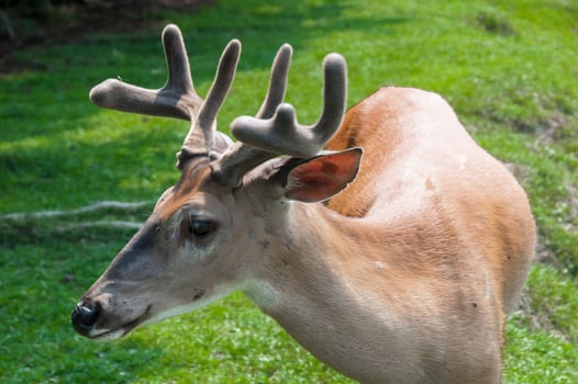 Deer in a nature reserve in Canada photo