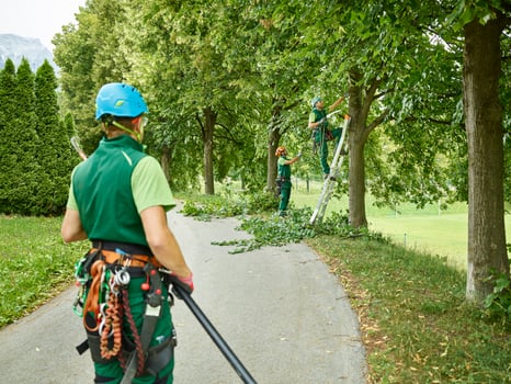 Tree cutters pruning of trees photo