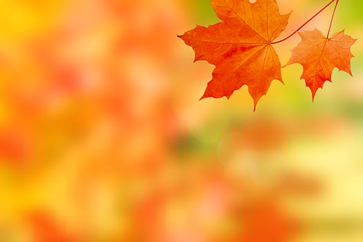 orange maple leaves on autumn blurred background photo