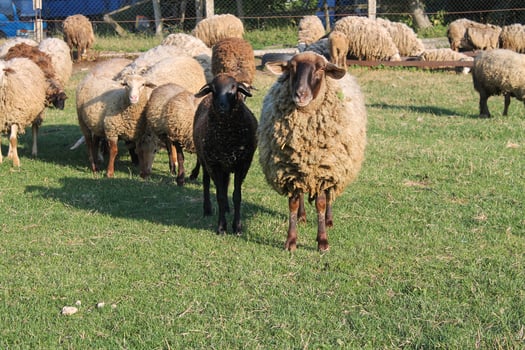 Flock of sheep grazing in meadow at sunset on Green Pasture. Idyllic Sunset photo