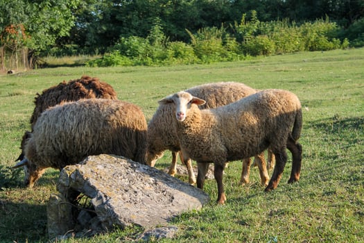 Peaceful Flock of Sheep Grazing in Serene Golden Hour Meadow. Sheep grazing at sunset. Nature farming photo