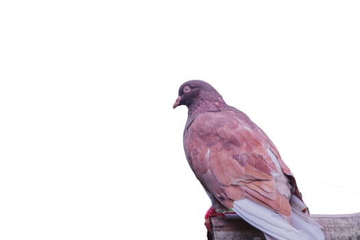 A pigeon bird standing alone on white background. A pigeon standing alone on black wooden for freedom day concept. photo