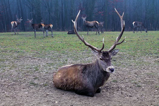 A male red deer Cervus elaphus with large antlers lies against the backdrop of a grazing herd. Groups of stag, hart, hinds surrounded by autumn forest in fog. Wild large deer of Europe on a pasture photo